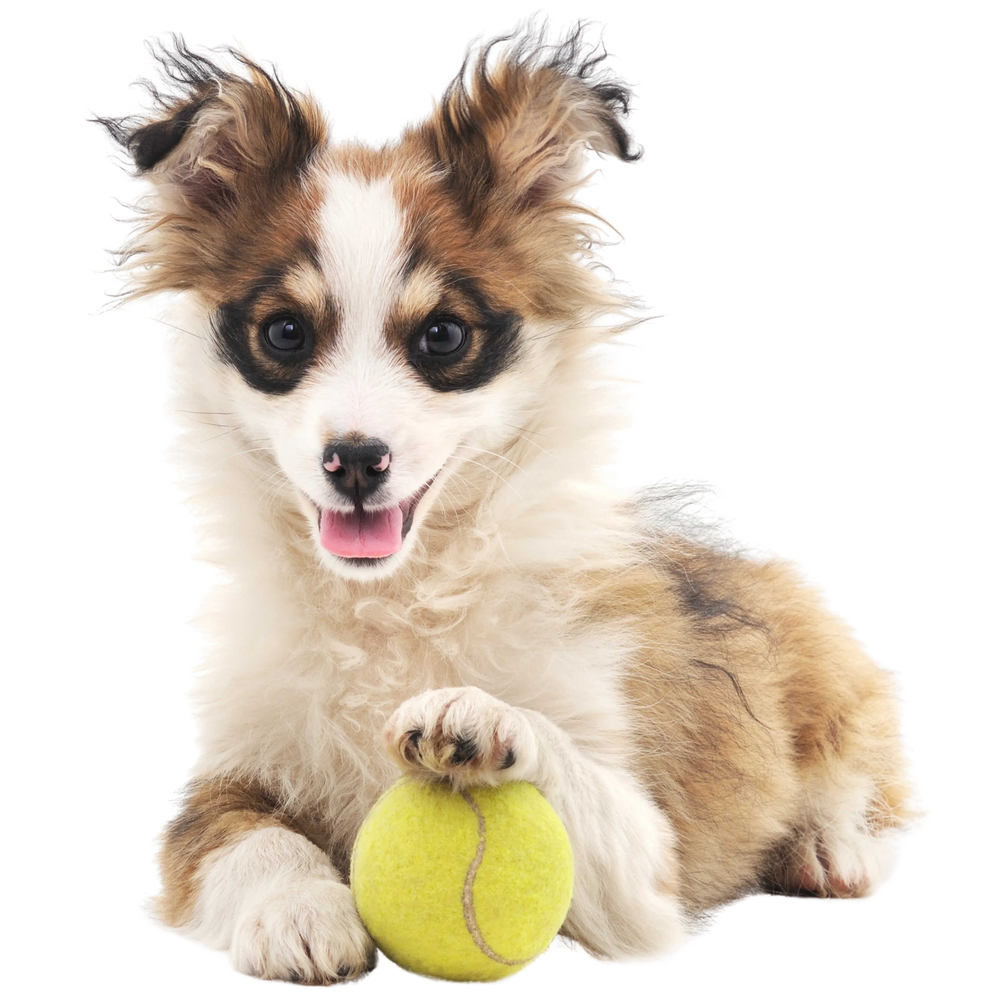Pet business insurance, for pet people