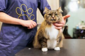 professional groomer gently brushes a long-haired cat on a grooming table, with the cat looking directly at the camera