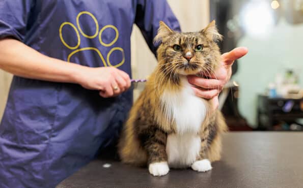 professional groomer gently brushes a long-haired cat on a grooming table, with the cat looking directly at the camera