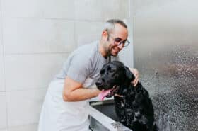 groomer-bathing-black-dog