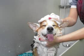 Professional groomer bathing a corgi