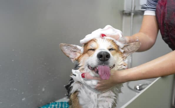 Professional groomer bathing a corgi