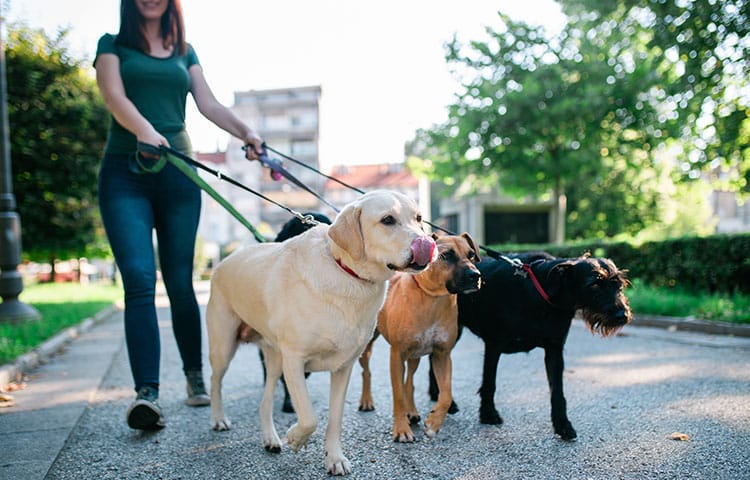 girl-walking-dogs-pn-leash