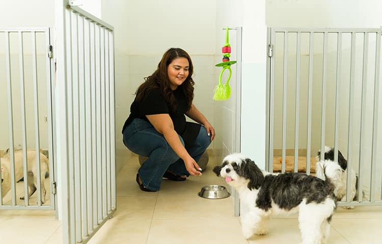 A woman feeding a black and white dog in a kennel facility, with other dogs in separate enclosures.