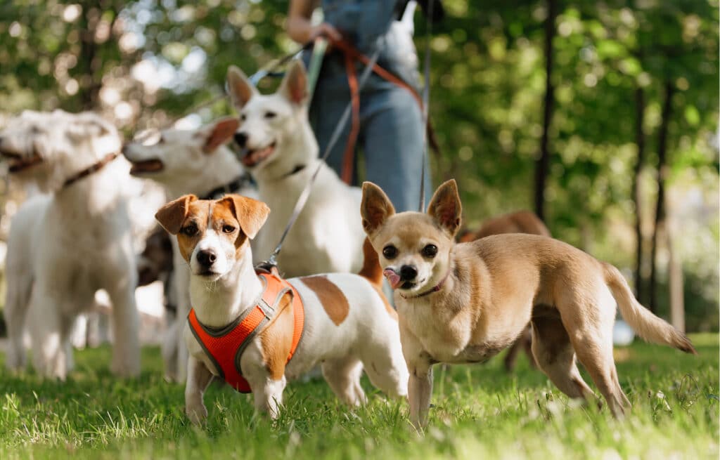 A group of 5 dogs on a group dog walk