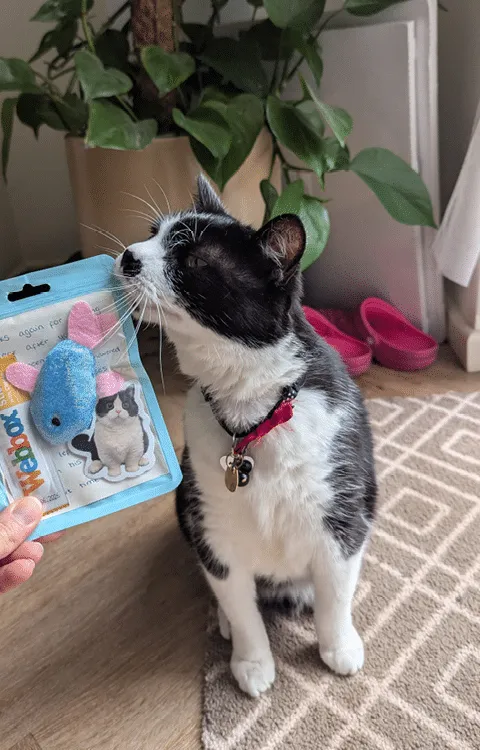 Black and white cat sniffs at the gifts pet sitter Kelsey leaves for clients at the end of a pet sit.
