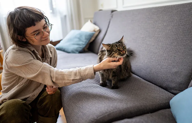 Female pet sitter cuddling joyful cat on sofa.