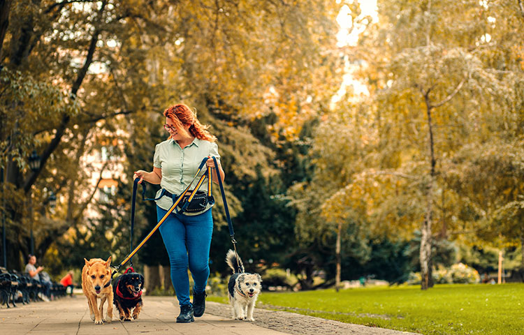 Female dog walker with dogs enjoying in city park. 