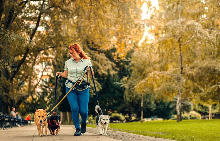 Female dog walker with dogs enjoying in city park. 