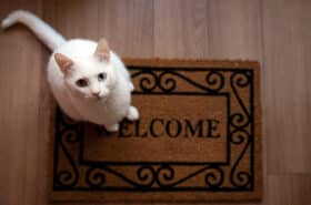 White cat sits on a ‘Welcome’ doormat looking up at the camera