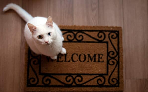 White cat sits on a ‘Welcome’ doormat looking up at the camera