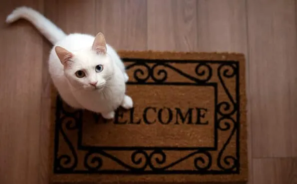 White cat sits on a ‘Welcome’ doormat looking up at the camera