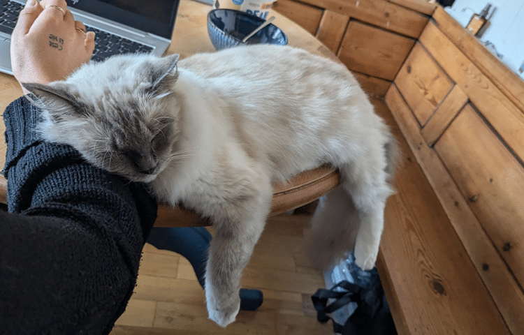 A cream and grey cat lies on the table next to Kelsey’s arm while she works
