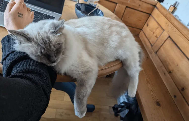 A cream and grey cat lies on the table next to Kelsey’s arm while she works