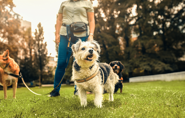 A mixed breed dog stands in front of a female professional dog walker in National Trust park.