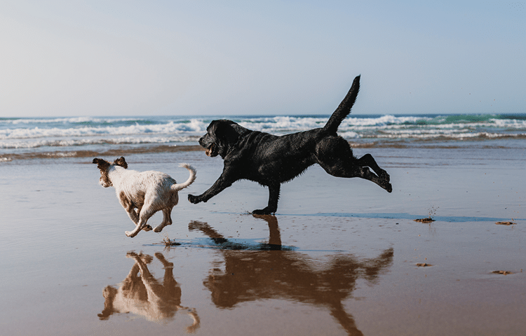 Two dogs play happily on a wet sandy beach with dog walker in National Trust park 