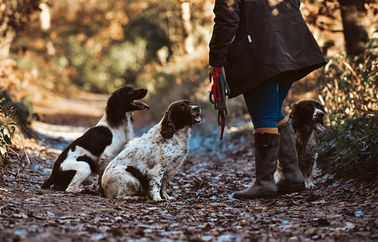 A group of three off-lead springer spaniels and a professional dog walker in a National Trust park during Autumn 