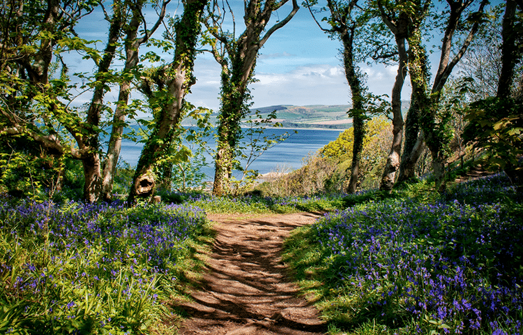 Bluebells line the pathway among trees in Culzean Castle and Country Park. The National Trust Park is perfect for professional dog walkers to visit.
