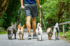 Close up of professional dog walker and dogs walking away from the camera in National Trust park.