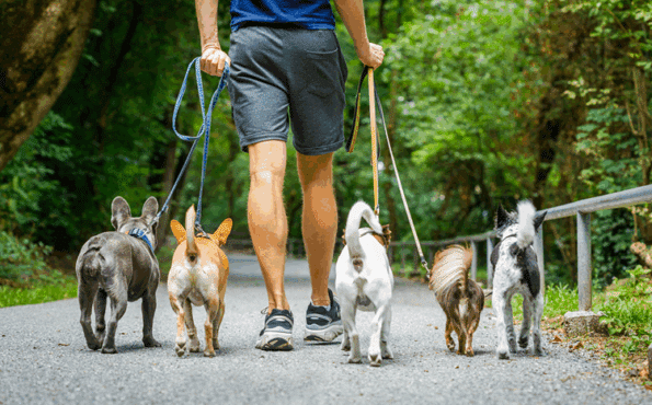 Close up of professional dog walker and dogs walking away from the camera in National Trust park.