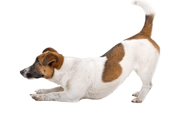 /side-view-of-a-jack-russel-terrier-dog-playing