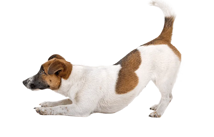 /side-view-of-a-jack-russel-terrier-dog-playing