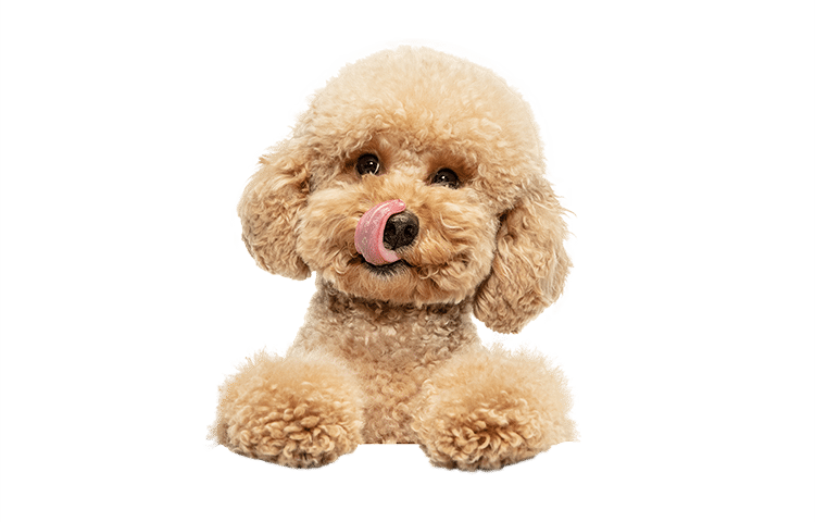 cute-puppy-of-maltipoo-dog-posing-isolated-over-white-background