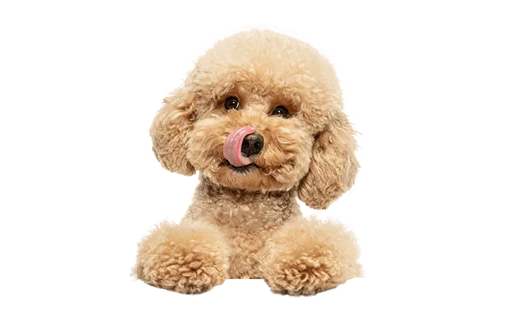 cute-puppy-of-maltipoo-dog-posing-isolated-over-white-background