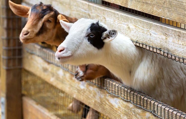 Two goats on a hobby smallholding farm poke their heads through the fence