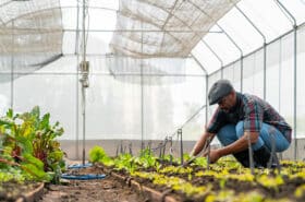 A farmer bends down to tend to vegetables growing in a polytunnel on his smallholding farm