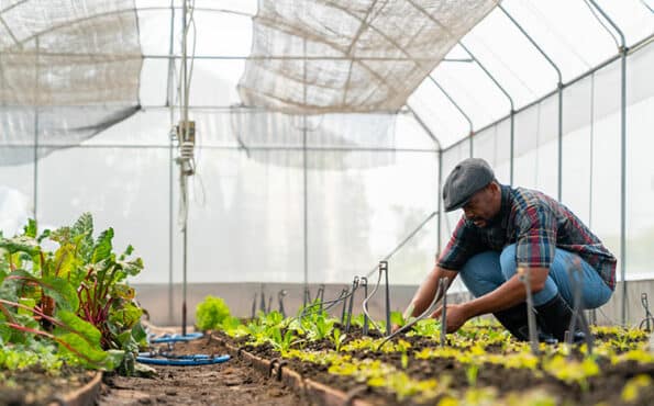 A farmer bends down to tend to vegetables growing in a polytunnel on his smallholding farm