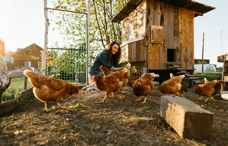 Middle aged woman kneels down to feed chickens in her smallholding farm