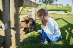 A young girl bends down to feed a sheep through a wire fence at a smallholding hobby farm
