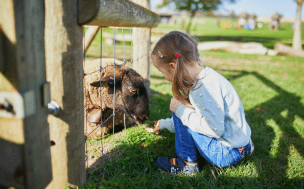 A young girl bends down to feed a sheep through a wire fence at a smallholding hobby farm