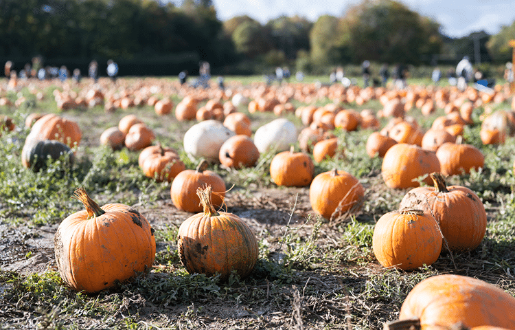 Pick your own pumpkin farm field with blurred people picking pumpkins in the background of the smallholding farm.