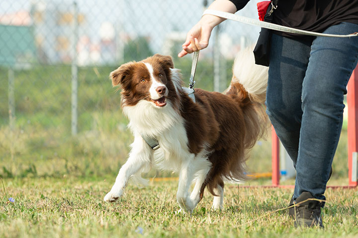 Owner trains an Australian Shepherd dog in a dog walking field on a small holding farm