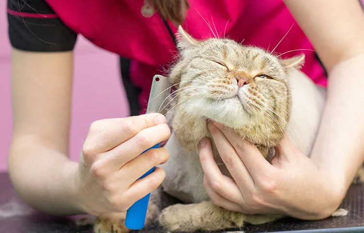 Cat being professionally groomed, with fur combed during shedding treatment in a pet grooming salon.