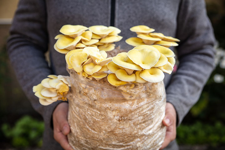 Close up of small holder owner holding a bag of golden oyster mushrooms as a source of income