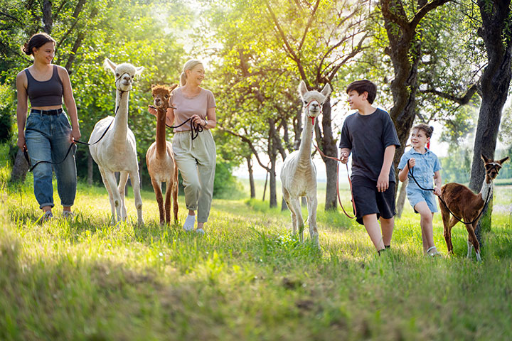 A multi-generational family takes a walk with four alpacas on small holding land 