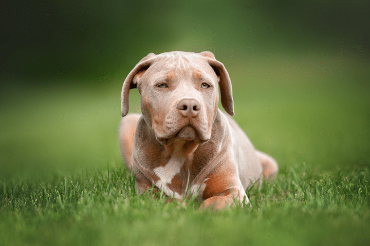 Light brown bully dog lying on green grass, looking calmly ahead with a soft, blurred outdoor background.