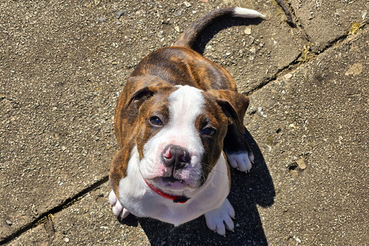 Brown and white XL bully sitting on the road looking up to the camera