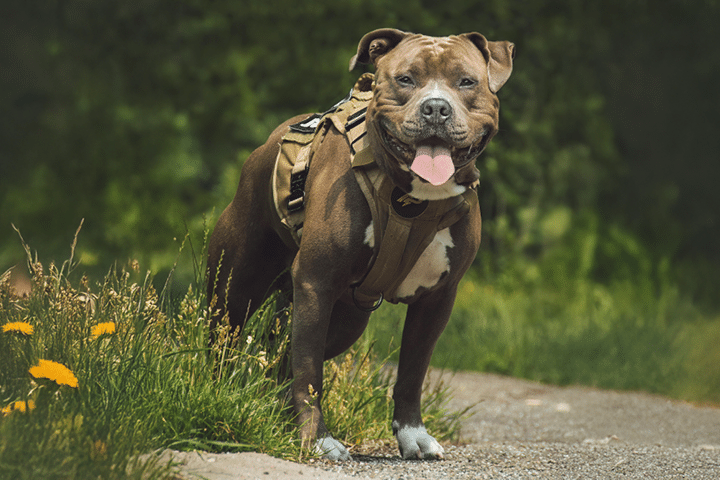 Stocky brown bully dog wearing a harness, standing on a grassy path with tongue out and trees in the background.