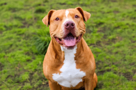 A happy brown and white pit bull sitting on green grass, looking directly at the camera with its mouth open and tongue out.