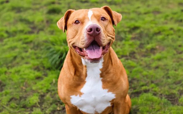 A happy brown and white pit bull sitting on green grass, looking directly at the camera with its mouth open and tongue out.