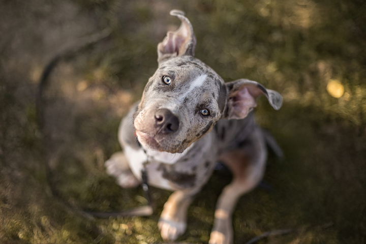 Gray and white XL Bully dog sitting down looking up to the camera posing for a photo in the park 