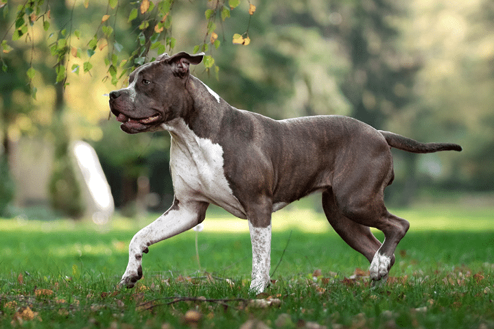 Muscular grey and white bully dog running across a grassy park with trees in the background.