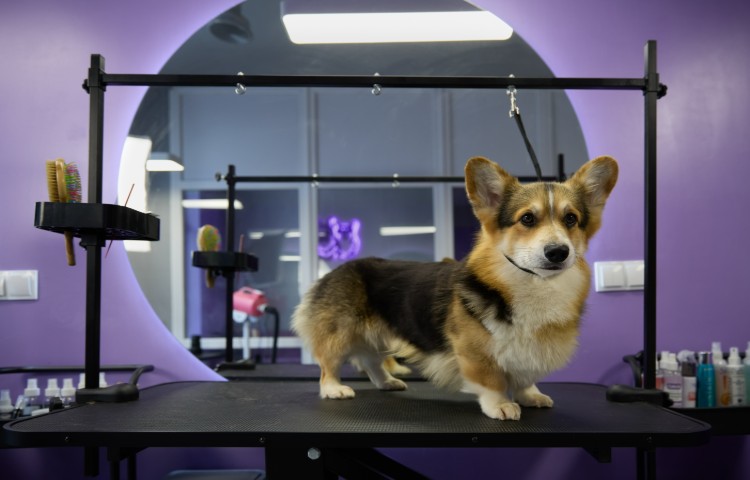 Cute corgi dog on a table in grooming salon
