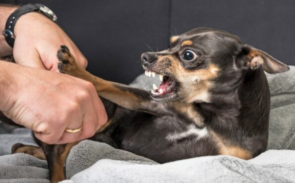 Small dog baring teeth and snapping while a person holds its paw, showing signs of fear or aggression during handling.