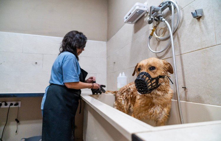 Professional groomer washing dog with muzzle in pet grooming salon