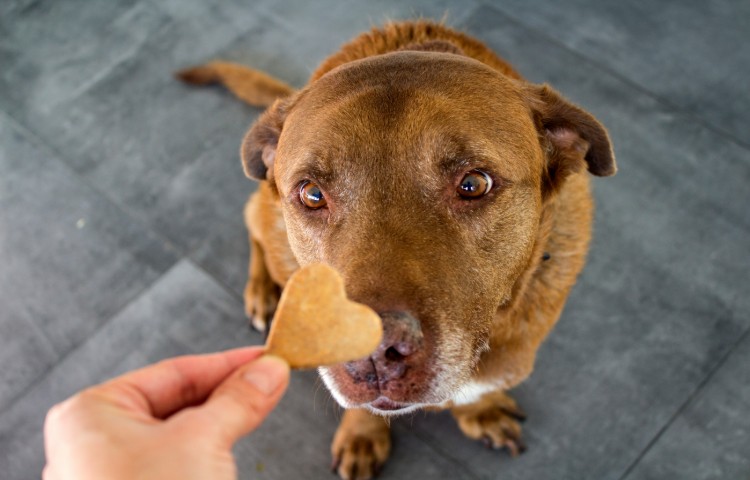 Dog getting a cookie. Adult mixed Labrador dog eating cookie. Gray background. Close up portrait of cute brown dog.